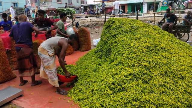 মরিচের কেজি ১৫ টাকা হতাশ চাষিরা