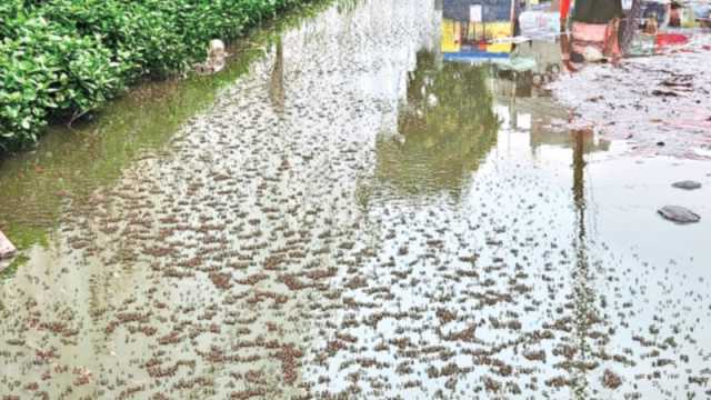 ৪১ নম্বর ওয়ার্ডে মশার ঝাঁক
