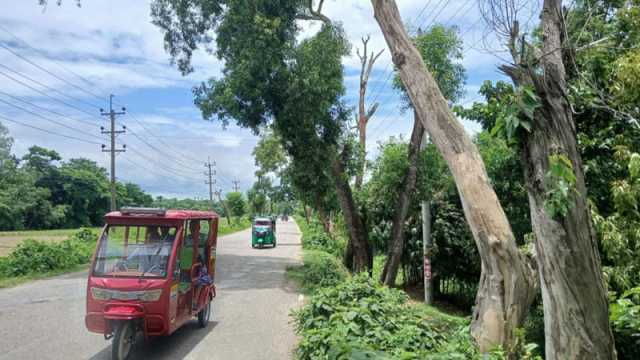 সড়কে মরা গাছ, চলাচলে ঝুঁকি