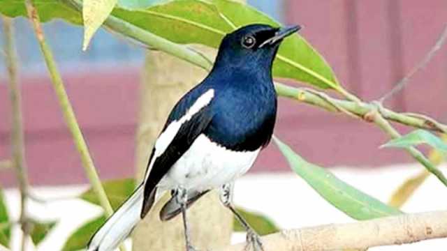 জাতীয় পাখি হারিয়ে যাচ্ছে কেন