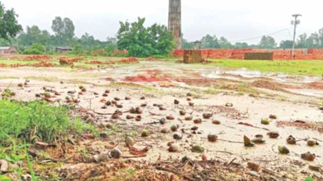 ভাটার ধোঁয়ায় ঝরছে বাগানের আম-লিচু