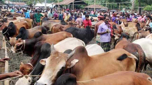 কোরবানির পশুর হাট জমে উঠেছে কেনাবেচা, চাহিদা বেশি ছোট-মাঝারি গরুর