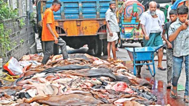 কোরবানি ৯১ লাখ, ৫ দিনে চামড়া এসেছে পাঁচ লাখ