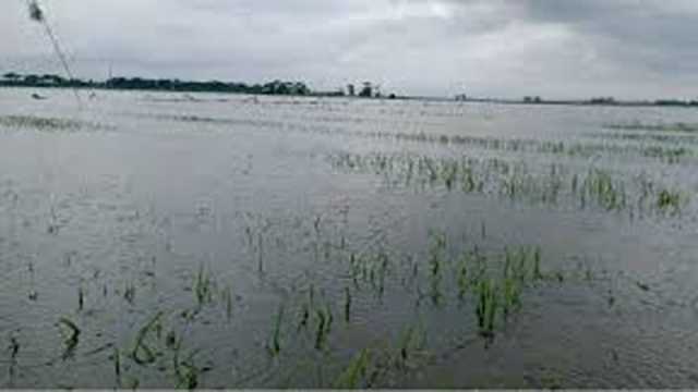 তলিয়েছে বীজতলা, আমন চাষ কীভাবে করবেন চাষি