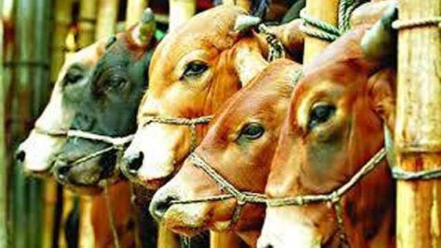চট্টগ্রামে ছোট গরুর বড় দাম
