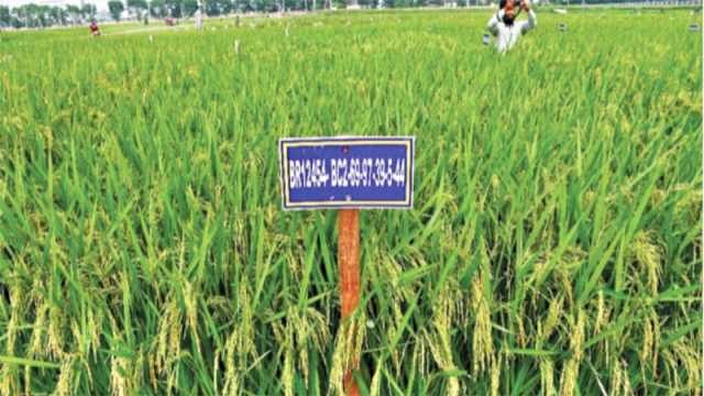 এলো নতুন ৩ জাতের ধান