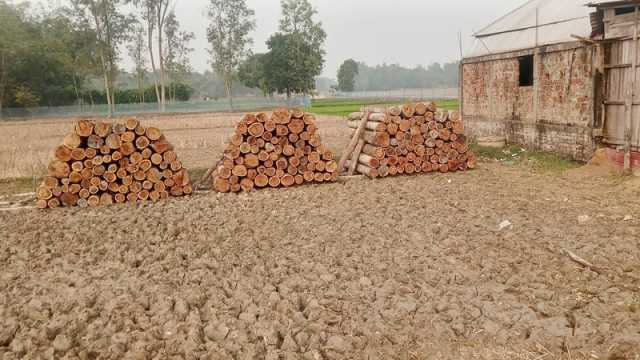 করাতকলে সাবাড় বন