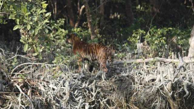 একসঙ্গে ৩ বাঘের দেখা সুন্দরবনে 