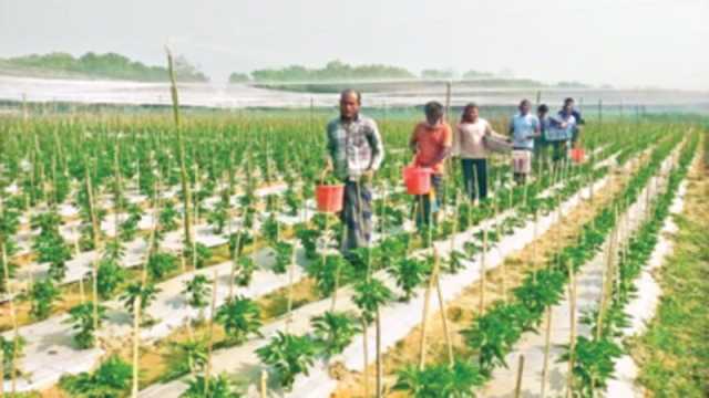 ক্যাপসিকামে ভাগ্য বদলের স্বপ্ন