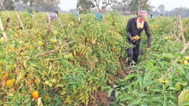 কৃষিপণ্যের চাহিদা কমার শঙ্কা, উদ্বিগ্ন চাষিরা