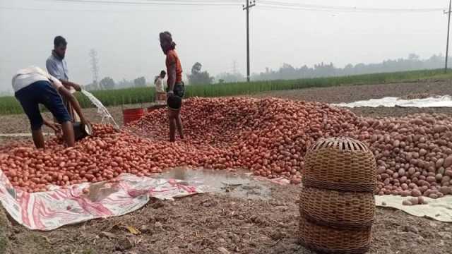আলু এখন কৃষকের গলার ফাঁস
