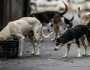 ১০ লাখ কুকুর নিয়ে বিপাকে দিল্লি