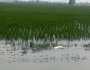 চাঁপাইনবাবগঞ্জে ১৪ হাজার বিঘা নিমজ্জিত, ৮ হাজার কৃষকের ক্ষতি