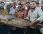 জেলের জালে ৩৪ কেজির ভোল মাছ, সাড়ে তিন লাখে বিক্রি 