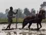 ঘোড়া দিয়ে হালচাষ করছেন হিলির জাহের উদ্দিন