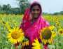 সূর্যমূখীর হাসিতে হাসছে কৃষক