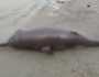 পদ্মার তীর মৃত ডলফিন