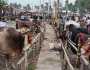 কোরবানিযোগ্য পশু সোয়া কোটি, উদ্বৃত্ত থাকতে পারে ২০ লাখ