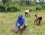 দিনাজপুরে ৮ একর জমি দখলমুক্ত করে বৃক্ষরোপণ