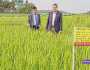 গাজীপুর কৃষি বিশ্ববিদ্যালয়ে লবণ সহিষ্ণু নতুন গমের জাত উদ্ভাবন