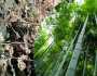 বাঁশ গাছ কতদিন বাঁচে?
