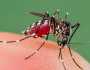 ডেঙ্গু: ২৪ ঘণ্টায় মৃত্যু এক, হাসপাতালে ভর্তি ৪২০