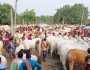 চাঁপাইনবাবগঞ্জে কোরবানিতে ৯০০ কোটি টাকার পশু বাণিজ্য