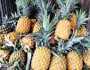 স্বাদে-গন্ধে অতুলনীয় কাপাসিয়ার আনারস 