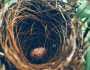 পাখির বাসা দেখে কী বোঝা যায় বৃষ্টি বেশি হবে নাকি কম হবে?