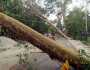 ঝড়ে গাছের ডাল ভেঙে র‌্যাব সদস্য নিহত