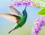 প্রতি সেকেন্ডে ৫০ বার ডানা ঝাপটাতে পারে হামিং বার্ড